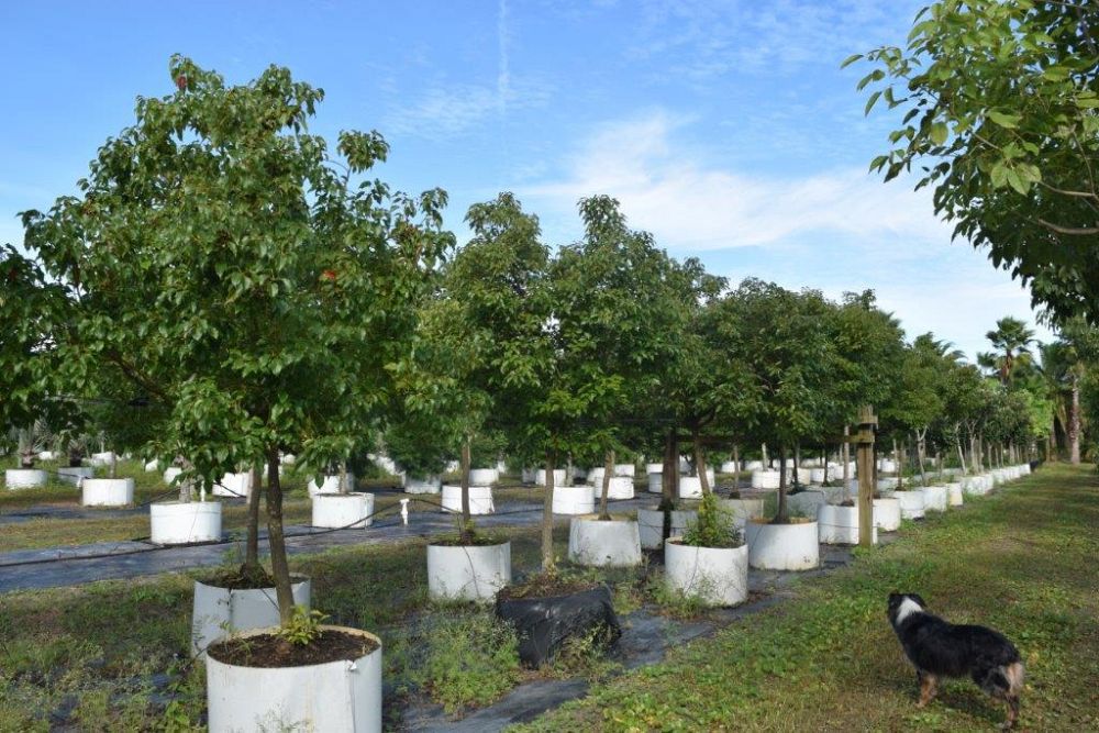 cinnamomum-camphora-camphor-tree