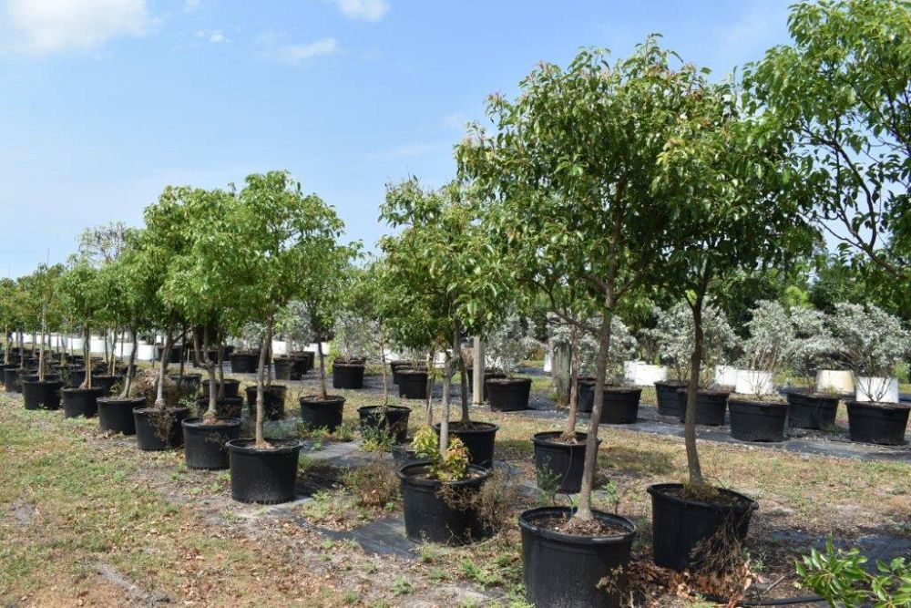 cinnamomum-camphora-camphor-tree