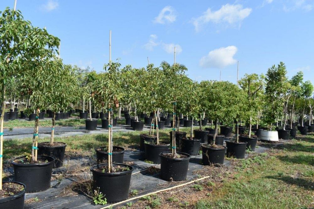 cinnamomum-camphora-camphor-tree