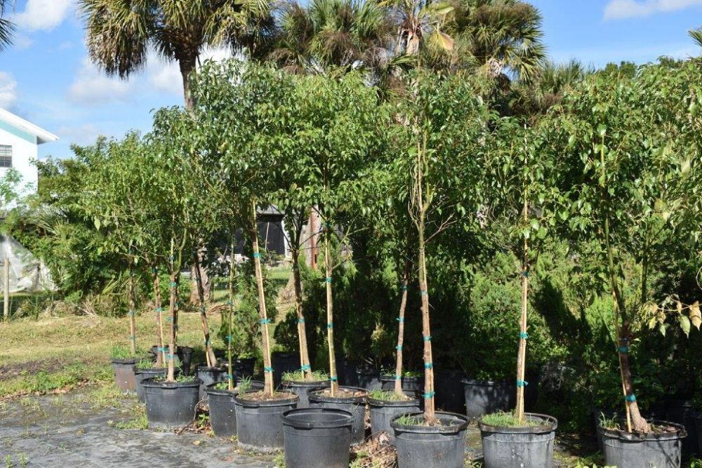 cinnamomum-camphora-camphor-tree