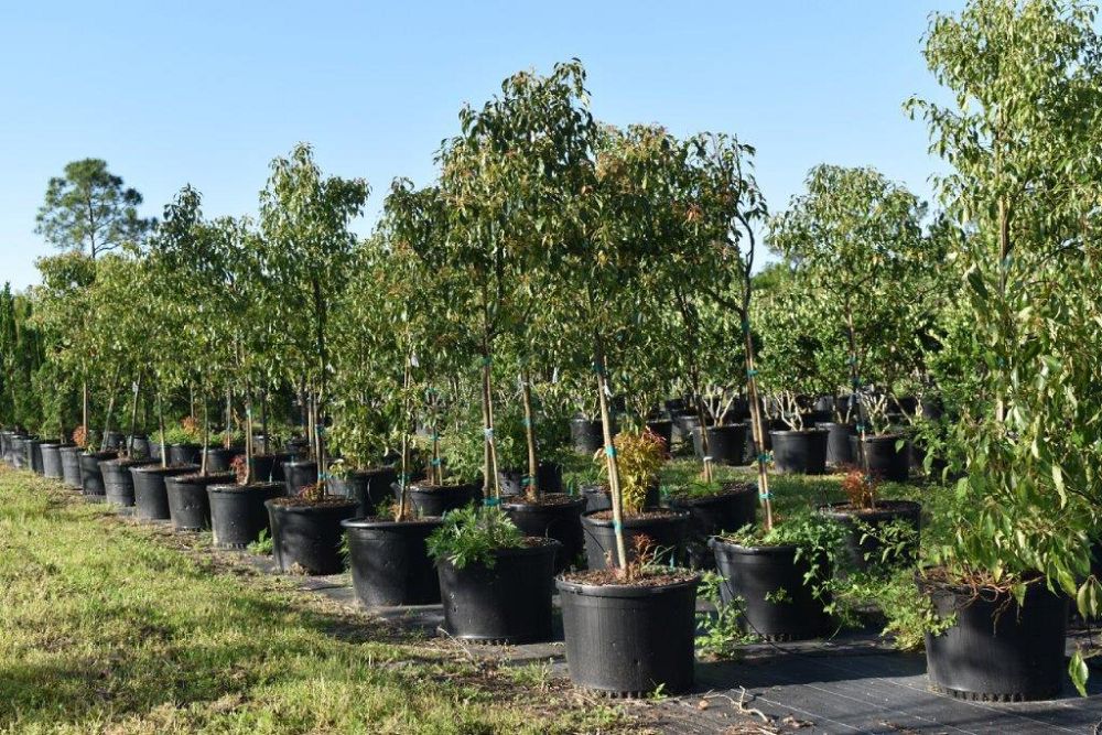 cinnamomum-camphora-camphor-tree