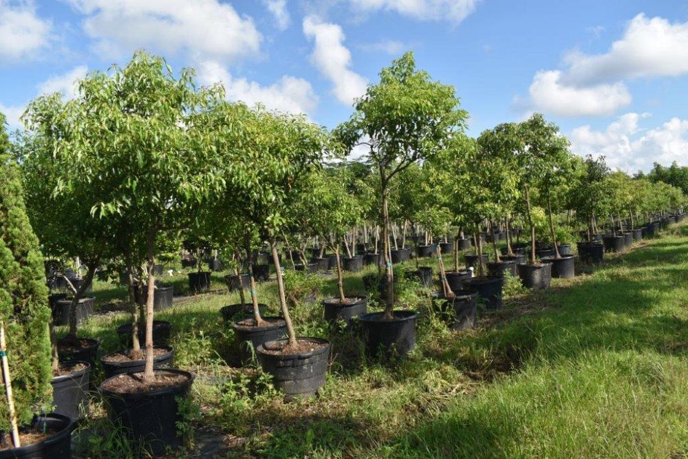 cinnamomum-camphora-camphor-tree