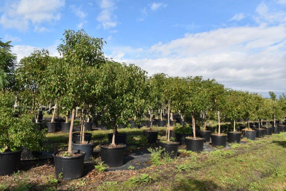 cinnamomum-camphora-camphor-tree