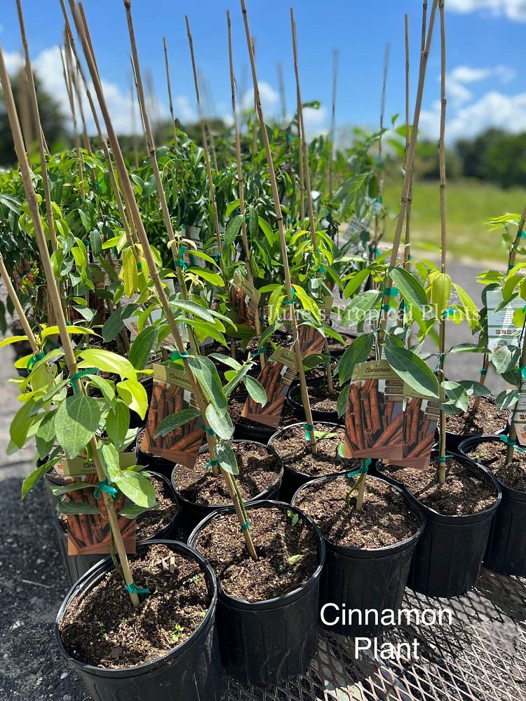 cinnamomum-verum-ceylon-cinnamon-tree