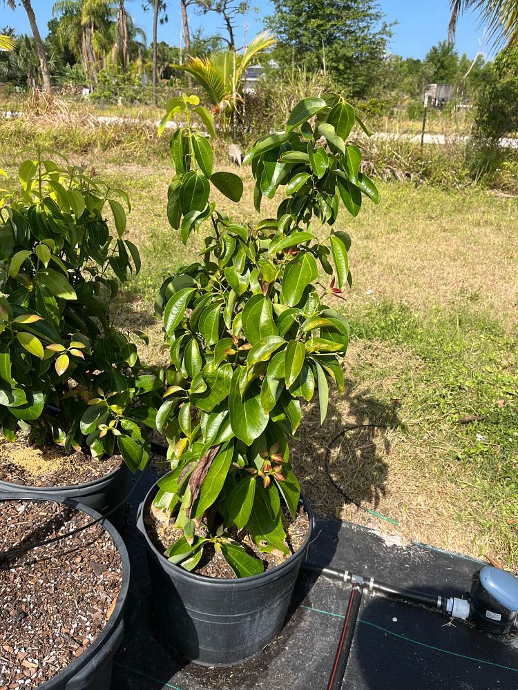cinnamomum-verum-ceylon-cinnamon-tree