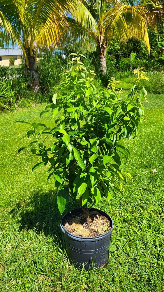 cinnamomum-verum-ceylon-cinnamon-tree