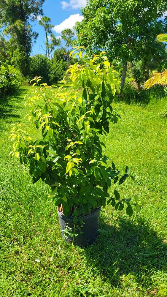 cinnamomum-verum-ceylon-cinnamon-tree