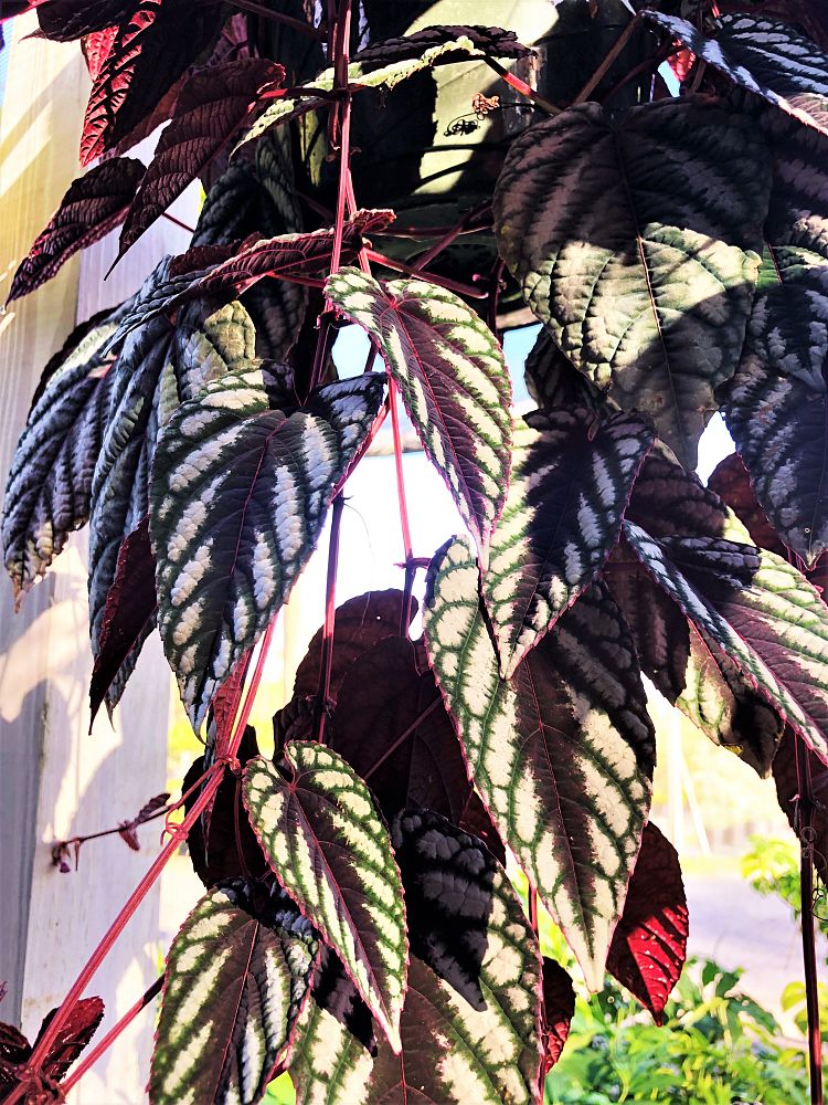 cissus-discolor-rex-begonia-vine-tapestry-vine