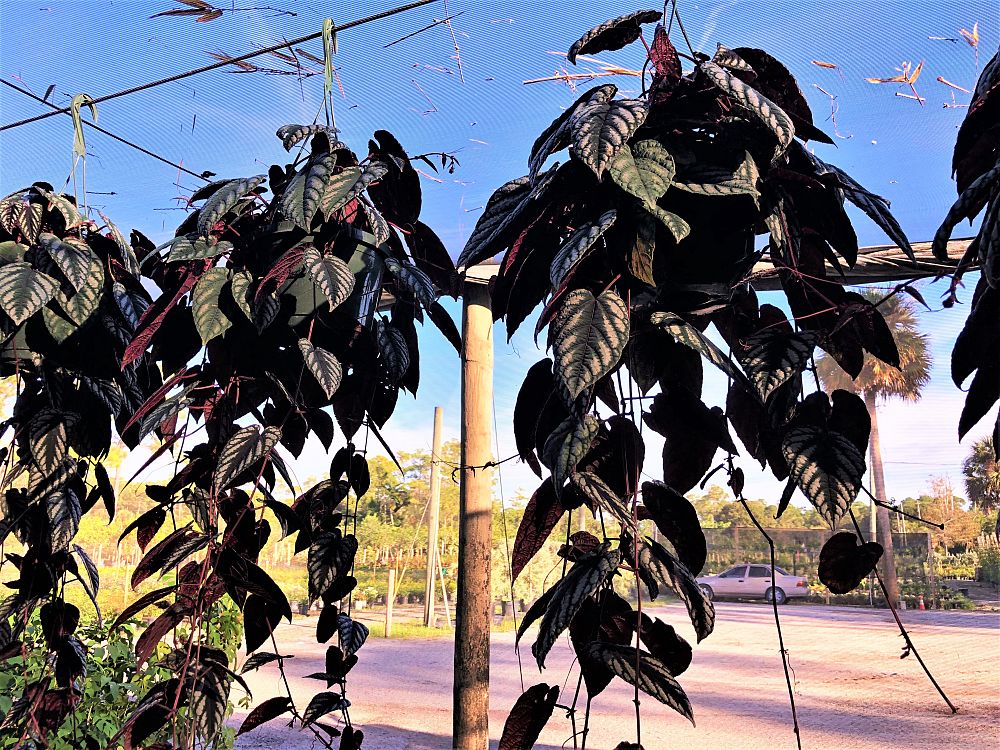 cissus-discolor-rex-begonia-vine-tapestry-vine