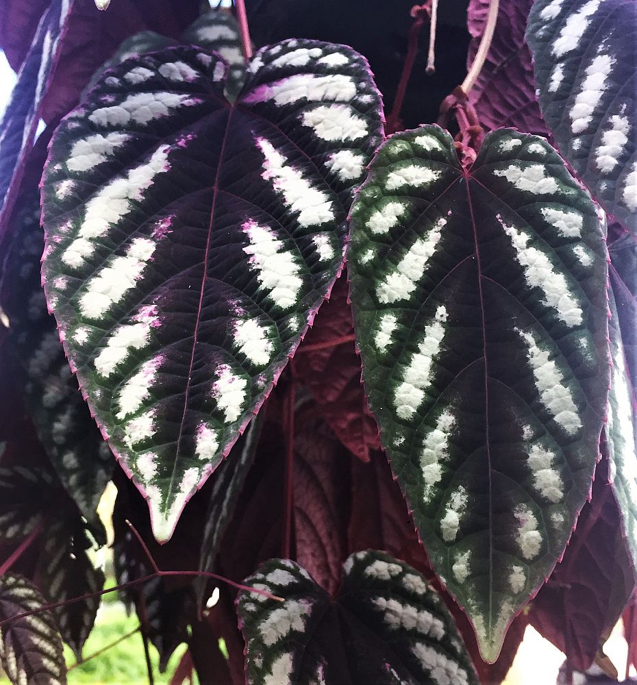 cissus-discolor-rex-begonia-vine-tapestry-vine