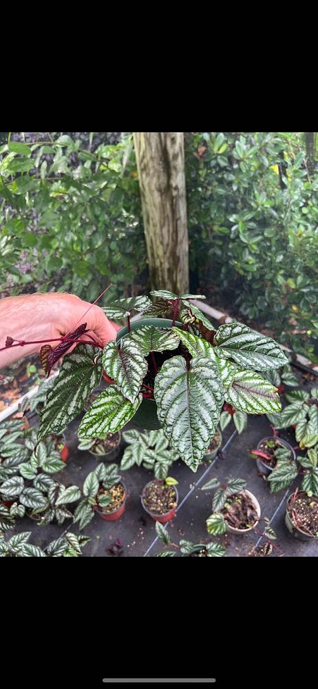 cissus-discolor-rex-begonia-vine-tapestry-vine