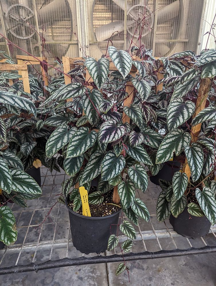 cissus-discolor-rex-begonia-vine-tapestry-vine