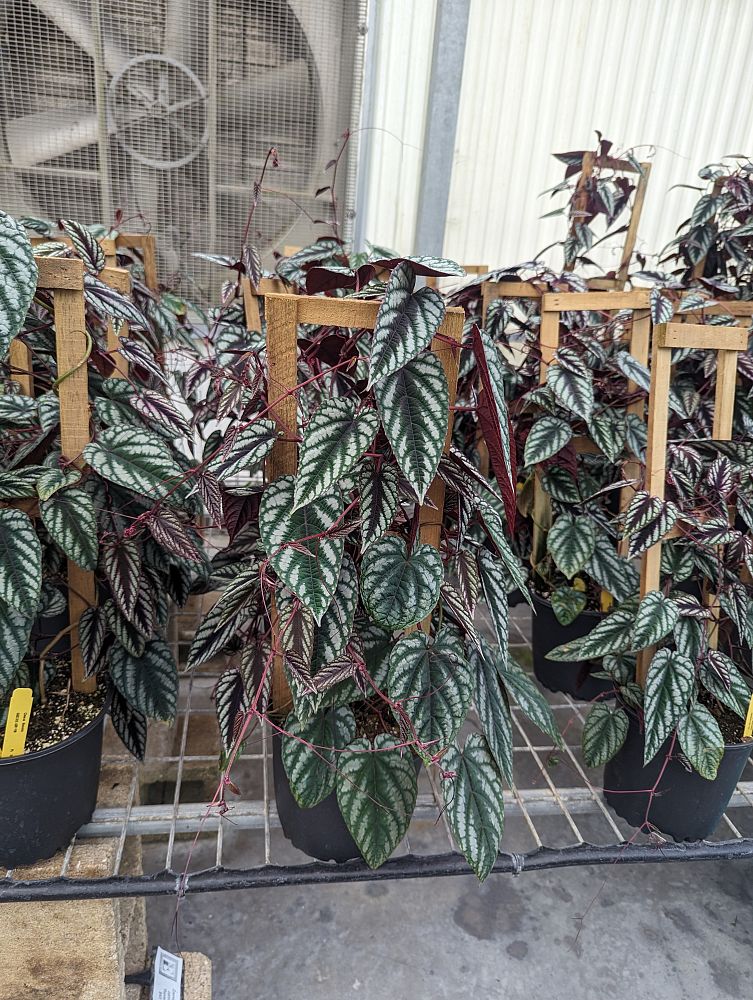 cissus-discolor-rex-begonia-vine-tapestry-vine