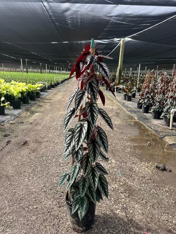 cissus-discolor-rex-begonia-vine-tapestry-vine