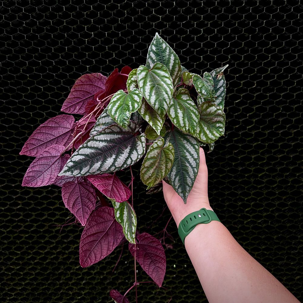 cissus-discolor-rex-begonia-vine-tapestry-vine