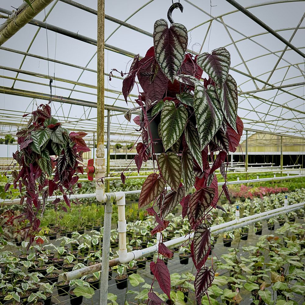cissus-discolor-rex-begonia-vine-tapestry-vine