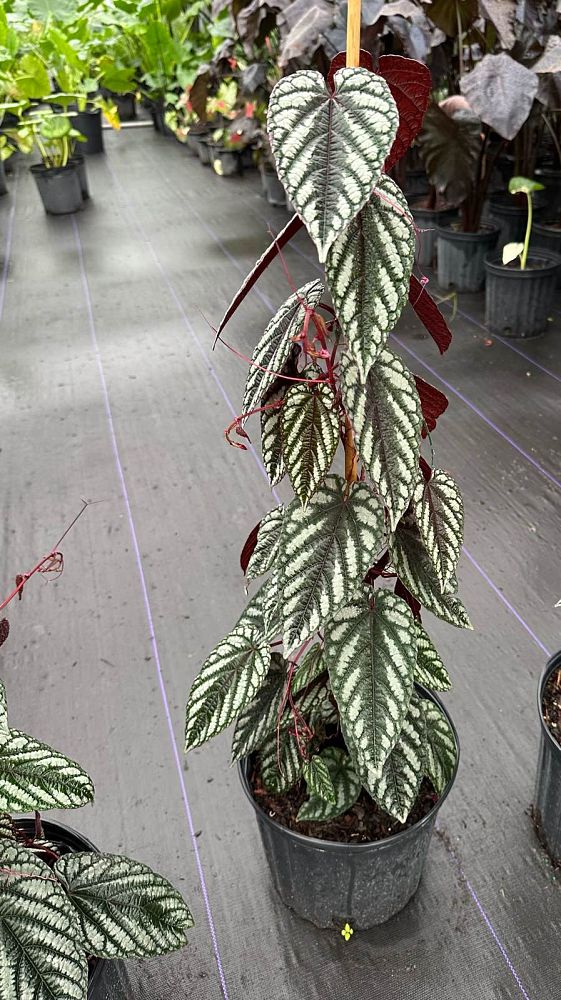 cissus-discolor-rex-begonia-vine-tapestry-vine