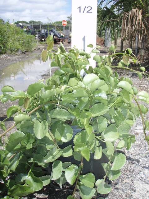 cissus-incisa-marine-ivy