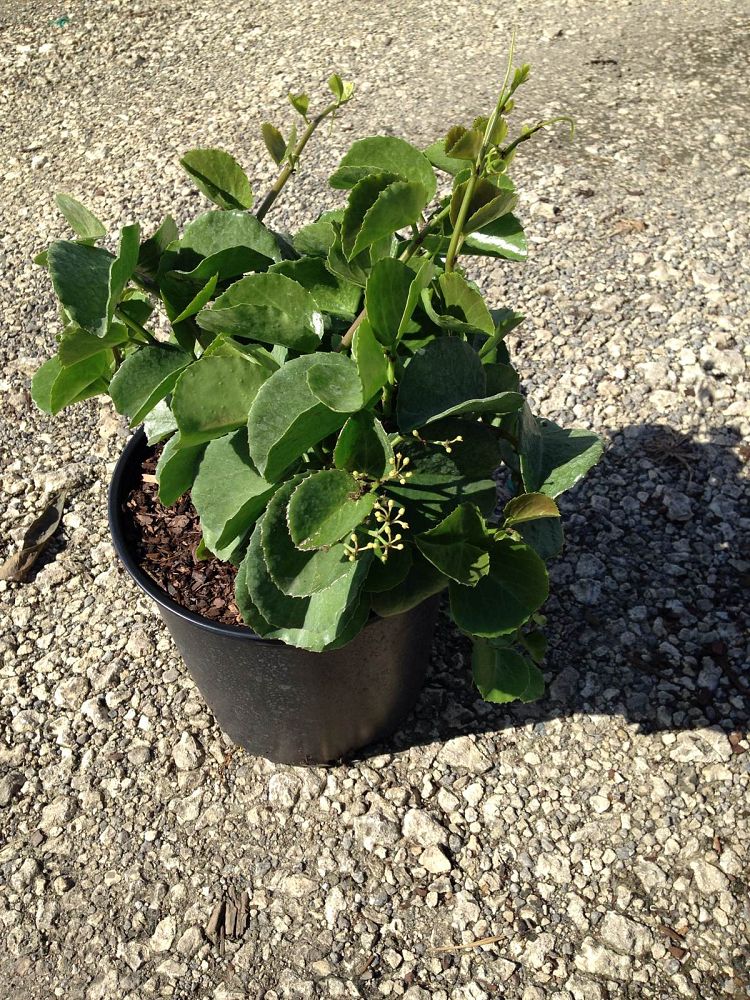 cissus-incisa-marine-ivy