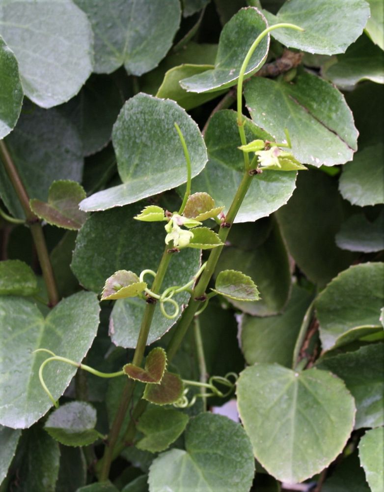 cissus-incisa-marine-ivy