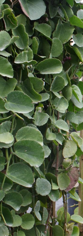 cissus-incisa-marine-ivy