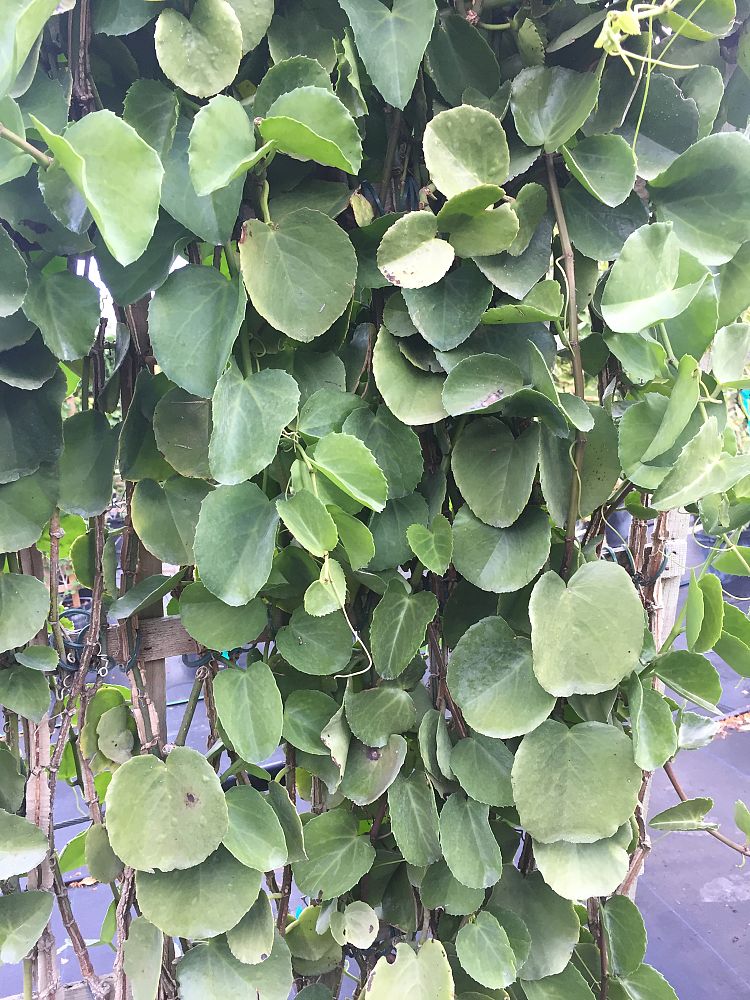 cissus-incisa-marine-ivy