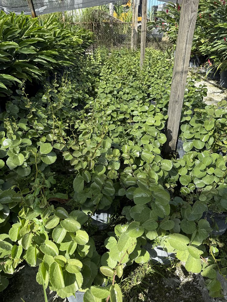 cissus-incisa-marine-ivy