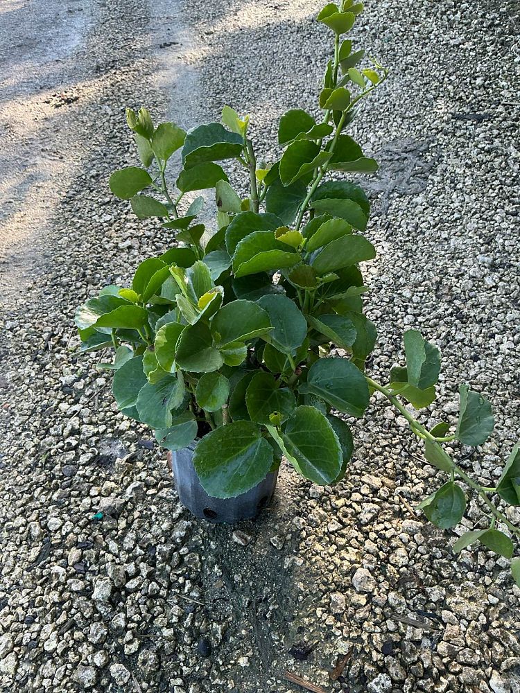 cissus-incisa-marine-ivy