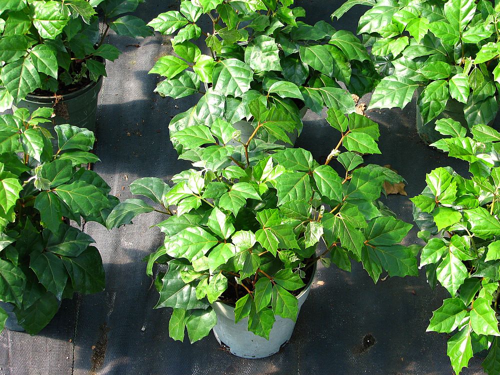 cissus-rhombifolia-grape-ivy-oak-ivy