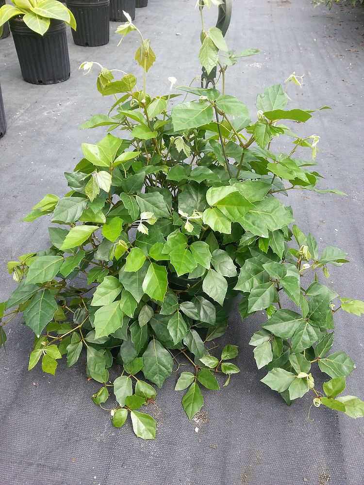 cissus-rhombifolia-grape-ivy-oak-ivy