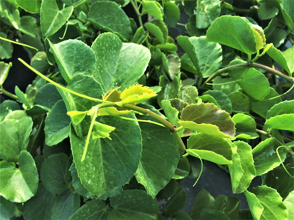 cissus-rotundifolia-peruvian-grape-ivy-arabian-wax-cissus
