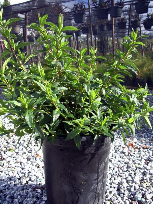 V&B Nursery Inc. | plantANT.com