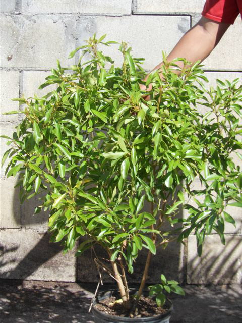 citharexylum-spinosum-fiddlewood