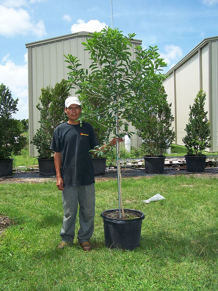 citharexylum-spinosum-fiddlewood