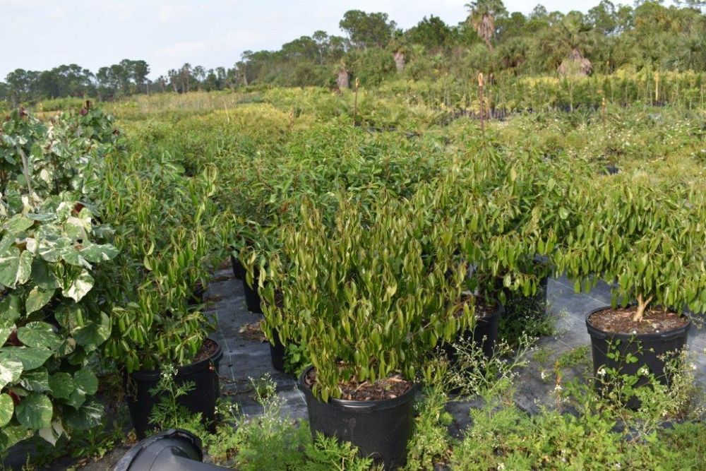 citharexylum-spinosum-fiddlewood