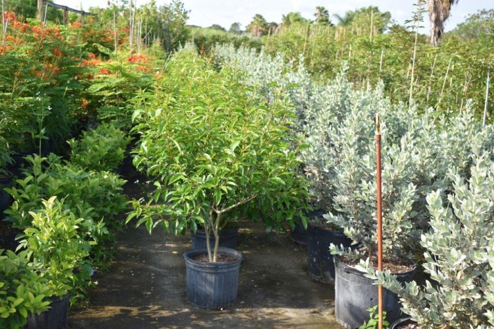 citharexylum-spinosum-fiddlewood