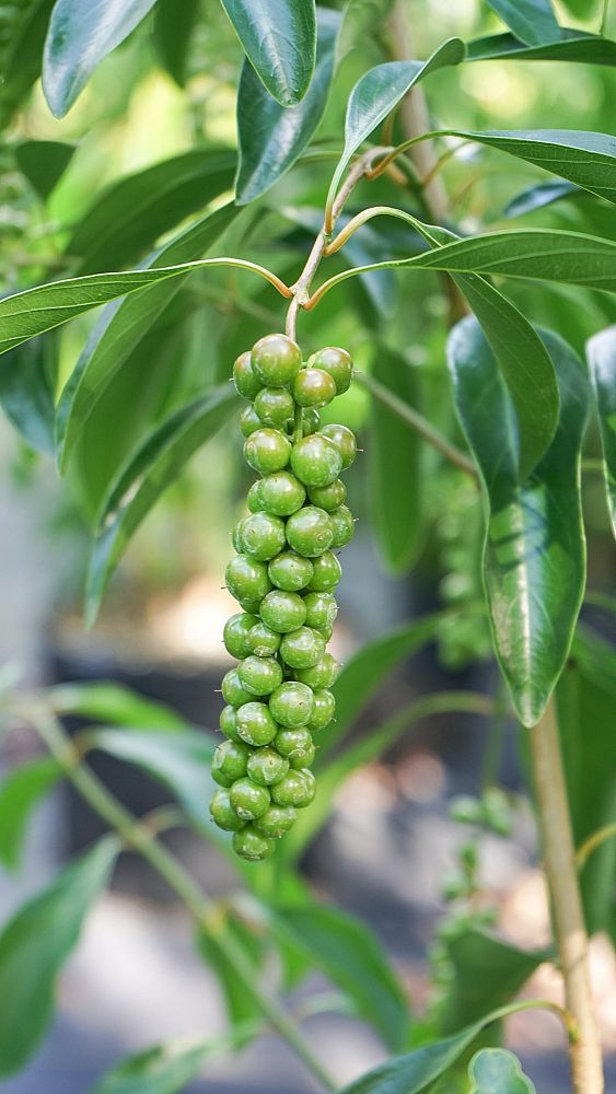 citharexylum-spinosum-fiddlewood