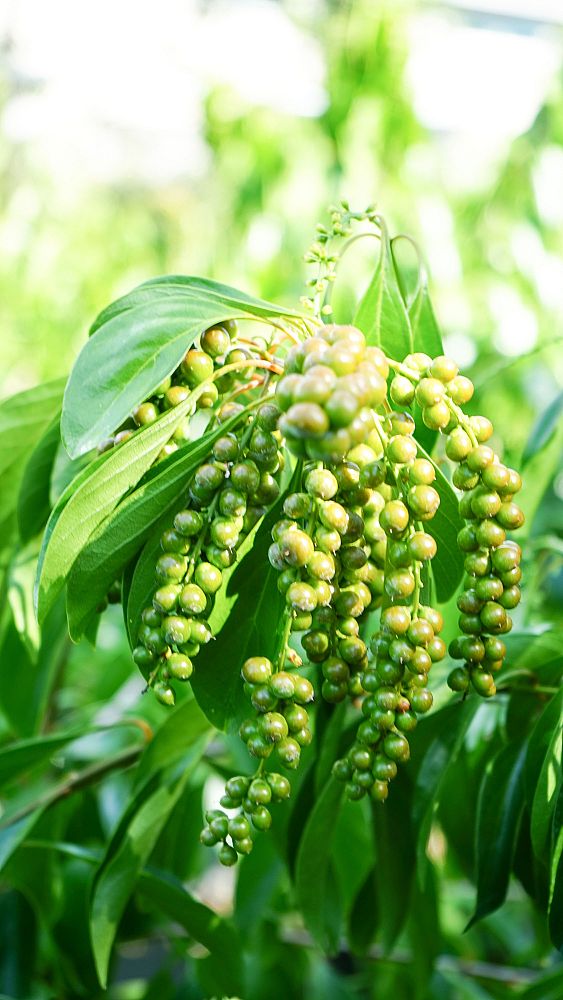 citharexylum-spinosum-fiddlewood