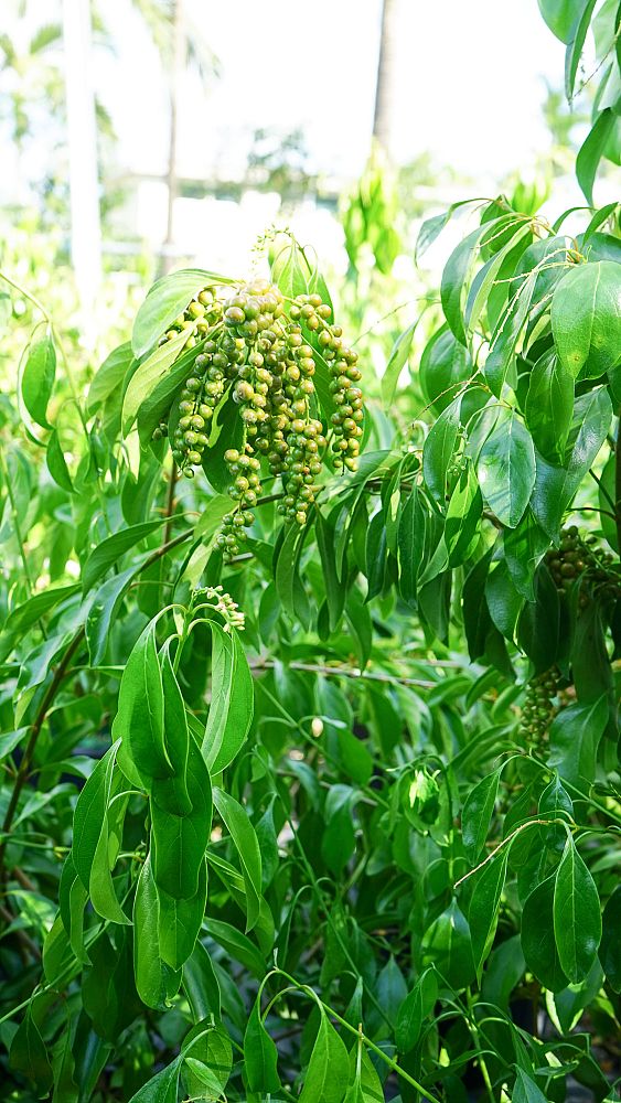 citharexylum-spinosum-fiddlewood