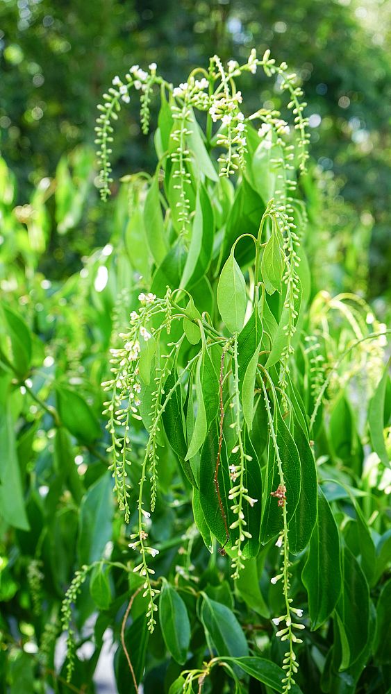 citharexylum-spinosum-fiddlewood