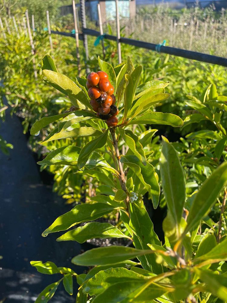 citharexylum-spinosum-fiddlewood