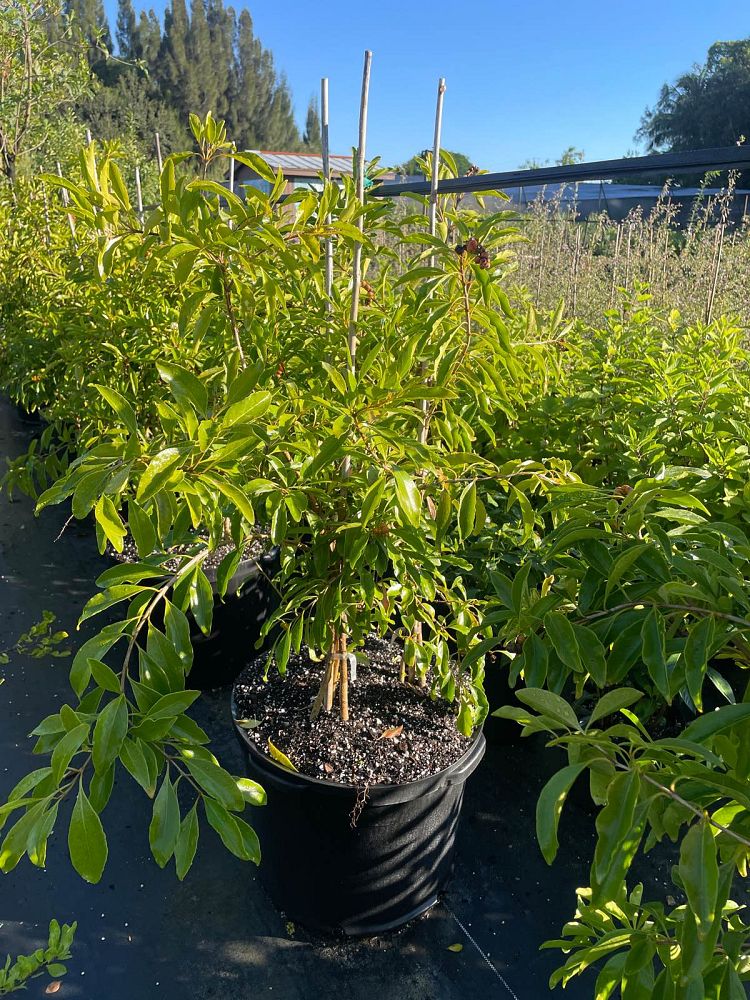 citharexylum-spinosum-fiddlewood