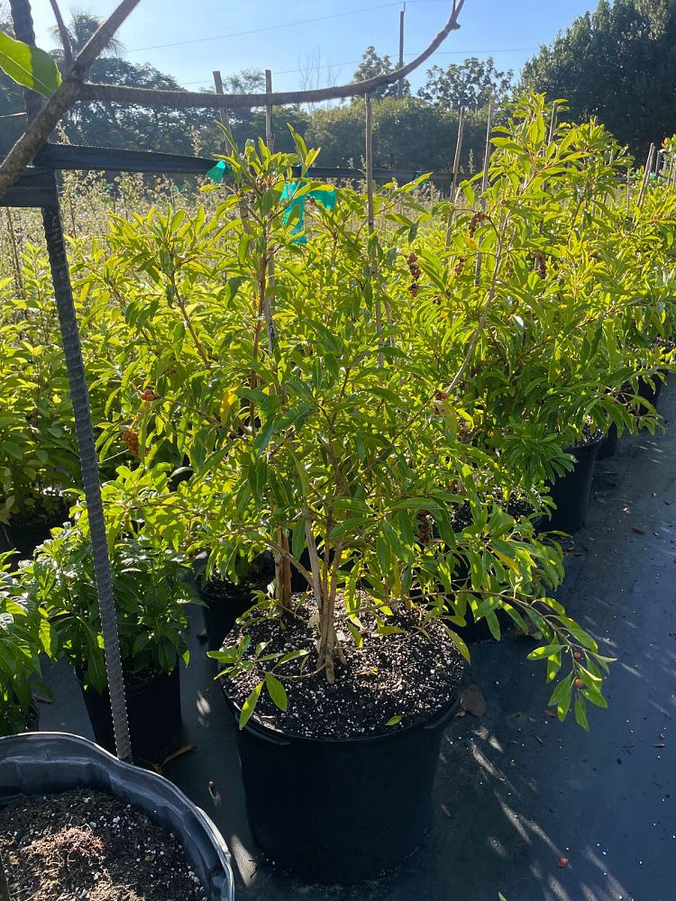 citharexylum-spinosum-fiddlewood