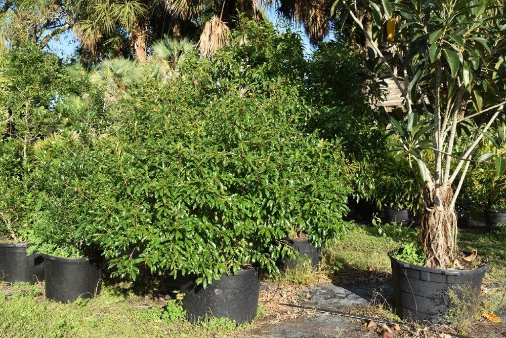 citharexylum-spinosum-fiddlewood