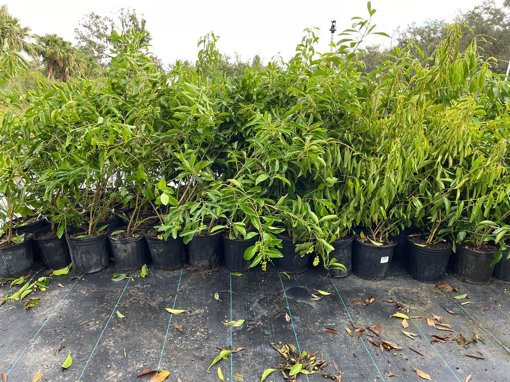 citharexylum-spinosum-fiddlewood