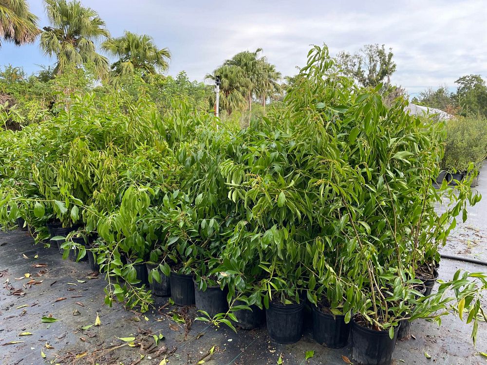citharexylum-spinosum-fiddlewood