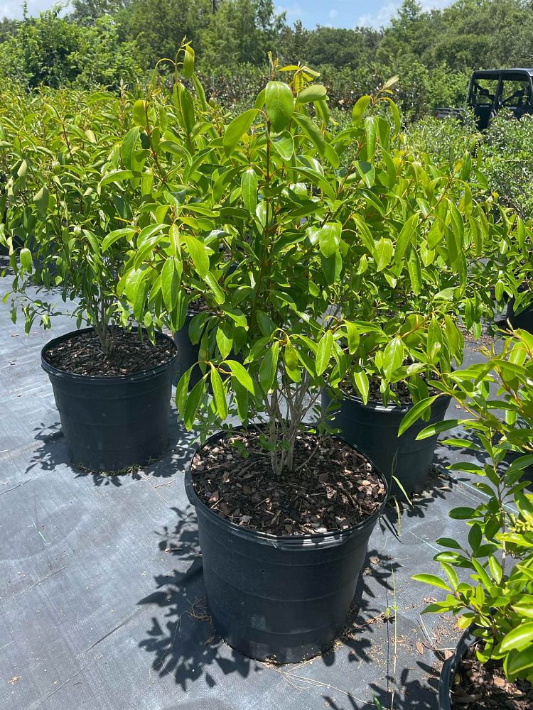 citharexylum-spinosum-fiddlewood