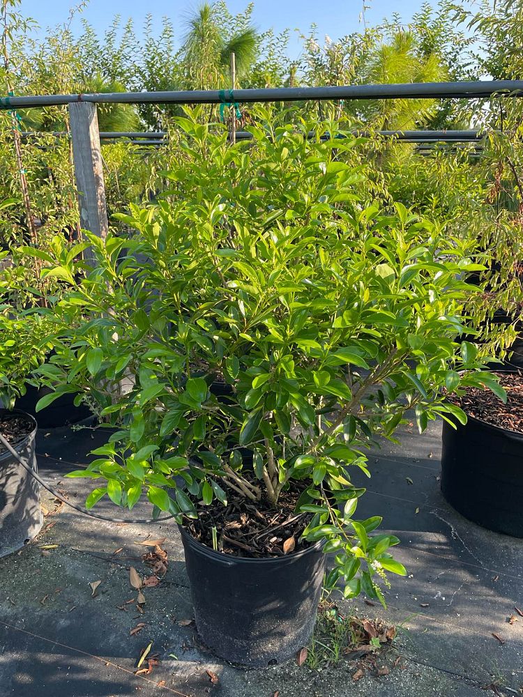 citharexylum-spinosum-fiddlewood
