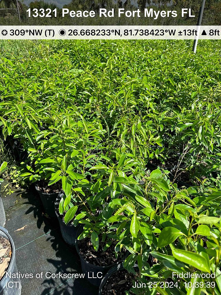 citharexylum-spinosum-fiddlewood