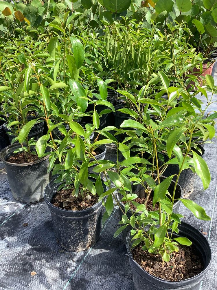 citharexylum-spinosum-fiddlewood